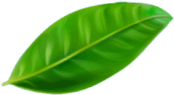 Green leaf