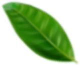 Green leaf