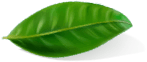 Green leaf